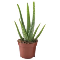 IKEA produktua, gisa salatu by IKEA Toulon iLost erabiliz
