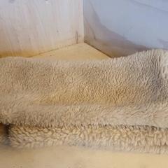 Sjaal Beige, gemeldet von DierenPark Amersfoort über iLost
