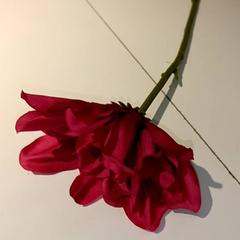 Bloem، كما تم الإبلاغ عنه بواسطة IKEA Groningen عبر iLost