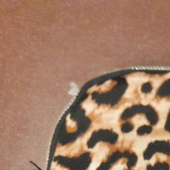 Bossa de maquillatge couleur panthère, segons ha informat TCL mitjançant iLost