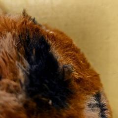 Abafadores oorwa, como reportado por Avonturenboerderij Molenwaard utilizando o iLost