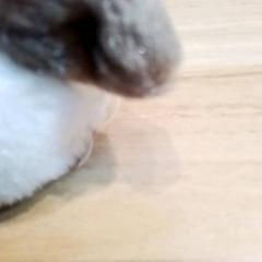 Knuffel, segundo informou Beekse Bergen Resorts en Hotel usando iLost