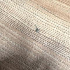 Kolczyk, zgłoszono przez Vrije Universiteit Brussel (VUB) przy użyciu iLost