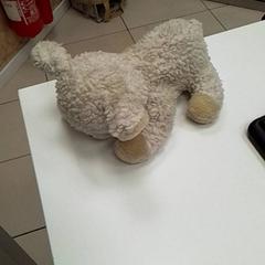 Xoguete de peluche, segundo informou ilévia usando iLost