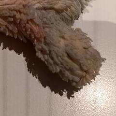 ぬいぐるみ がiLostで De Efteling によって報告されました