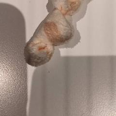 İLost kullanarak De Efteling tarafından bildirildiği gibi Sevimli tokat