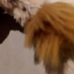 Kuscheltier, gemeldet von De Efteling über iLost