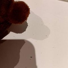 Knuffel, ako bolo nahlásené De Efteling pomocou iLost