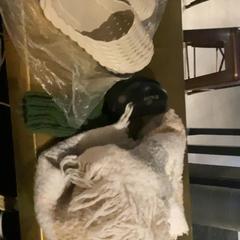 Sál White, amint azt MEININGER Hotel Copenhagen az iLost segítségével jelentette.