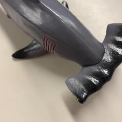 Toy Haai, as reported by Burgers' Zoo using iLost