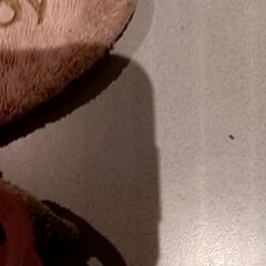 Kosete leke, som rapportert av De Efteling ved bruk av iLost