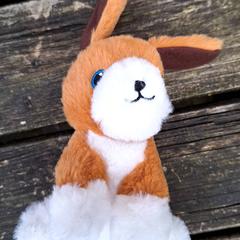 Peluix, segons ha informat Qbuzz DMG mitjançant iLost