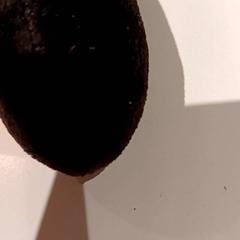 Peluche, a été signalé par De Efteling utilisant iLost