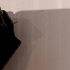 Cap, come riportato da De Efteling utilizzando iLost