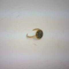 Ring, as reported by Bobbejaanland using iLost