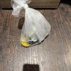 Saco, como reportado por Van der Valk Hotel Veenendaal utilizando o iLost