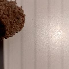 Peluix, segons ha informat De Efteling mitjançant iLost