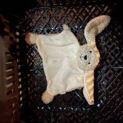 Knuffel, ha sido reportado a iLost