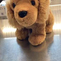 Toy Brown, as reported by MEININGER Hotel Leipzig Hauptbahnhof using iLost