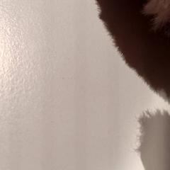 Mazlící hračka, jak nahlášeno De Efteling pomocí iLost