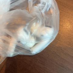 Oortjes 768, segundo informou Haven Hotel Rotterdam usando iLost