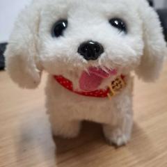 Wit hondje, iLost를 사용하여 IKEA Duiven에 보고됨