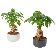 Producte IKEA, segons ha informat IKEA Arlon mitjançant iLost