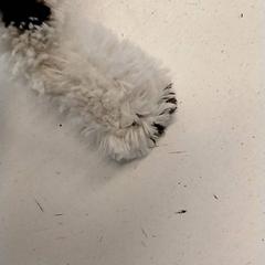 Peluche, como reportado por HTM utilizando o iLost