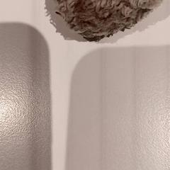 Peluche, ha sido reportado por De Efteling con iLost