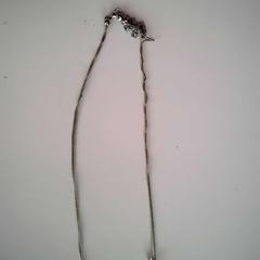 Náhrdelník, jak nahlášeno Twisto pomocí iLost