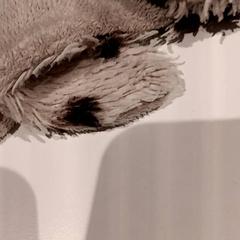 كنوفل، كما تم الإبلاغ عنه بواسطة De Efteling عبر iLost