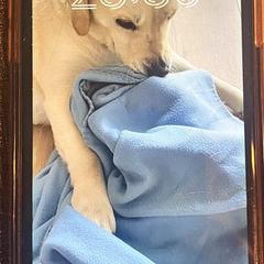 iPhone wit, segons s'ha informat a iLost