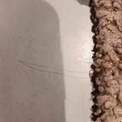 Peluche, ha sido reportado por De Efteling con iLost