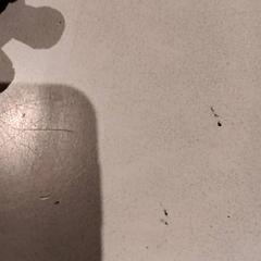 Przytulanka, zgłoszono przez De Efteling przy użyciu iLost