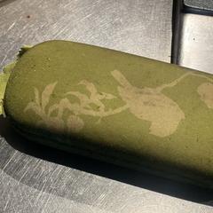 Brilkoker met zonnebril op sterkte, iLost에 보고됨