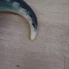 Juguete, ha sido reportado por IKEA Valladolid con iLost