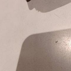 Baby ting, som rapportert av De Efteling ved bruk av iLost