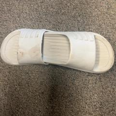 Scarpa Grijs, come riportato da Burgers' Zoo utilizzando iLost