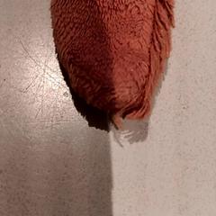 Kuschelige ohrfeige, gemeldet von De Efteling über iLost