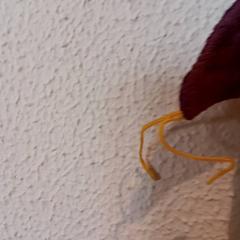 Przytulanka, zgłoszono przez De Efteling przy użyciu iLost