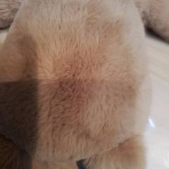 Peluche, ha sido reportado por Beekse Bergen Resorts en Hotel con iLost