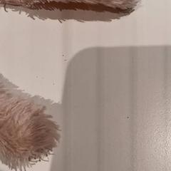 Knuffel, as reported by De Efteling using iLost