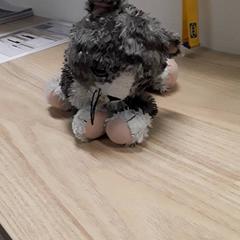 Joguina & Peluix Grijs, segons ha informat IKEA Breda mitjançant iLost