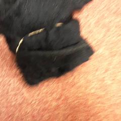 سترة صوفية Stof، كما تم الإبلاغ عنه بواسطة Arriva West-Brabant عبر iLost