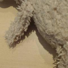 كنوفل، كما تم الإبلاغ عنه بواسطة Walibi Holland عبر iLost