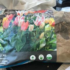 Tulpen, segons ha informat Van der Valk Hotel Veenendaal mitjançant iLost