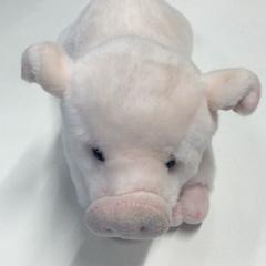 Knuffel がiLostで Gemeente Haarlem によって報告されました