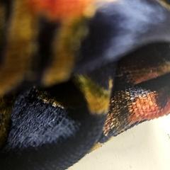 Xal, segons ha informat HTM mitjançant iLost