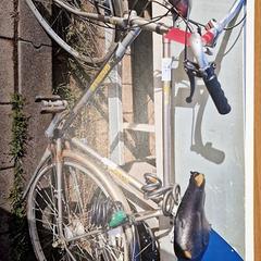 Herrenfahrrad, gemeldet von Gemeente Roermond über iLost
