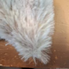 Peluix, segons ha informat Avonturenboerderij Molenwaard mitjançant iLost